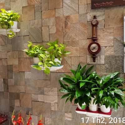 CHẬU TRỒNG CÂY ĐỂ BÀN THÔNG MINH TỰ ĐỘNG TƯỚI BASIC UNO trong 2 tháng