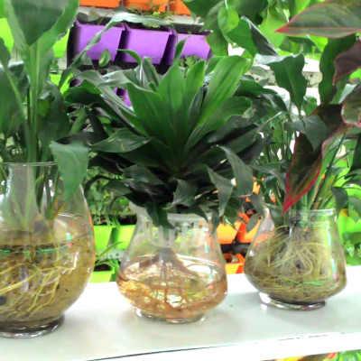 Phân Bón Thông Minh Rynan Flowermate 230 (Hũ 1.36Kg) - Dùng Cho Các Loại Hoa Kiểng Lá (Bonsai, Kim Ngân, Trầu Bà, Sen Súng, Cây Thủy Sinh...)