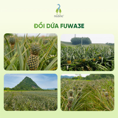 Lau Sàn Nhà Fuwa3e Hương Sả Chanh/Tinh Dầu Quế Enzyme Sinh Học Sạch Khuẩn Đuổi Muỗi An Toàn Chai 1L