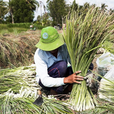 Tinh dầu Sả Chanh Organic Mộc Mây - tinh dầu nguyên chất từ thiên nhiên - chất lượng và mùi hương vượt trội