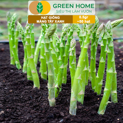 Hạt Giống Măng Tây Xanh Greenhome, Gói 0.5g~50 hạt, Dễ Trồng Quanh Năm, Nảy Mầm Cao, Thu Hoạch Nhanh, Năng Suất Cao T19