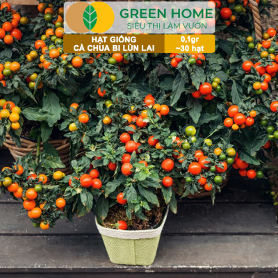 Hạt Giống Cà Chua Bi Lùn Lai F1 GreenHome, Gói 0,1g~30 hạt, Dễ Trồng Quanh Năm, Trồng Chậu T41