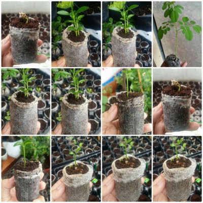 5 Viên Nén Xơ Dừa PMP - Uơm Hạt Giống Trồng Cây