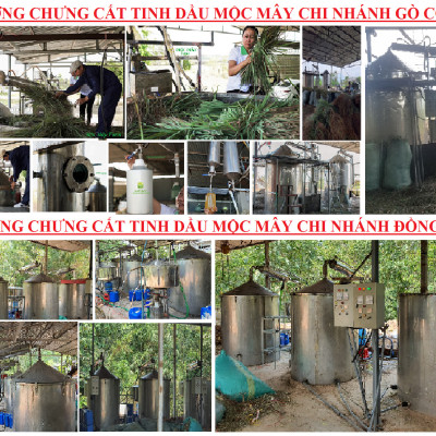 Tinh dầu Bưởi Chùm (bưởi Hồng, bưởi Úc) 50ml Mộc Mây - tinh dầu thiên nhiên nguyên chất 100% - chất lượng và mùi hương vượt trội