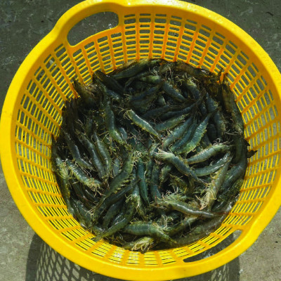 Selen hữu cơ cho tôm cá SELEN PRO