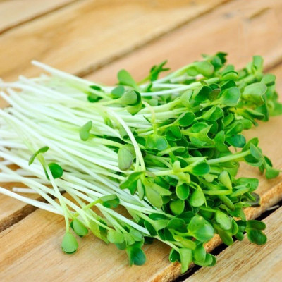 Hạt giống rau mầm cải bẹ xanh VTS170