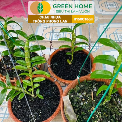 Chậu Trồng Lan Greenhome, R15xC10cm, Nhựa Màu Gốm, Bền, Đẹp, Chống Rơi Vỡ, Thoáng Rễ, Giá Thành Tốt