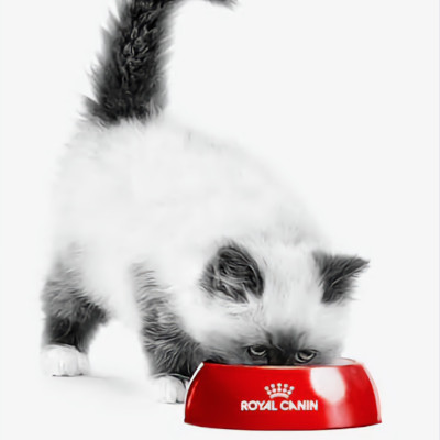 ROYAL CANIN CHĂM SÓC DA VÀ LÔNG-HAIR & SKIN DRY CAT FOOD