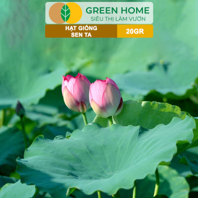 Hạt Giống Hoa Sen Ta GreenHome, Gói 20 Gram, Dễ Trồng, Nảy Mầm Tốt, Bông To, Lá Dày H10