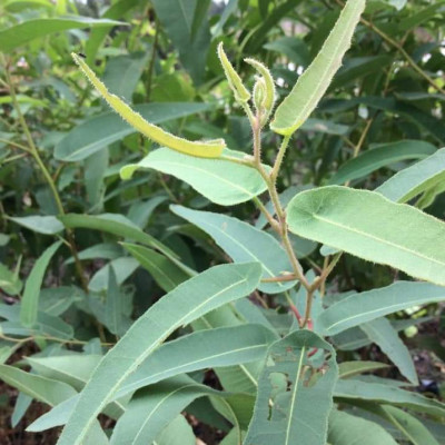 Tinh dầu Bạch Đàn Chanh 10ml Mộc Mây - tinh dầu thiên nhiên nguyên chất 100% - chất lượng và mùi hương vượt trội - Có kiểm định