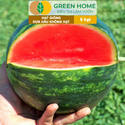Hạt Giống Dưa Hấu Không Hạt Lai F1 Greenhome, Gói 5 Hạt, Dễ Trồng Quanh Năm, Nảy Mầm Cao, T27