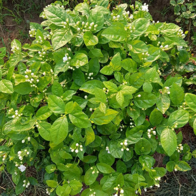 Tinh dầu hoa Lài (nhài) 10ml Mộc Mây - tinh dầu nguyên chất 100% từ thiên nhiên - chất lượng và mùi hương vượt trội