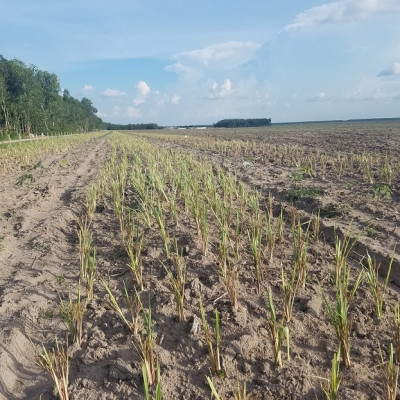 Tinh dầu Sả Chanh Organic 50ml Mộc Mây - tinh dầu nguyên chất từ thiên nhiên - Có kiểm định Bộ Y Tế, chất lượng và mùi hương vượt trội