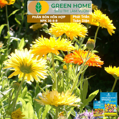 Phân NPK 30-9-9 +TE Greenhome, Minro, Bao 1Kg, Phát Triển Nhanh Thân, Cành, Lá, Bộ Rễ