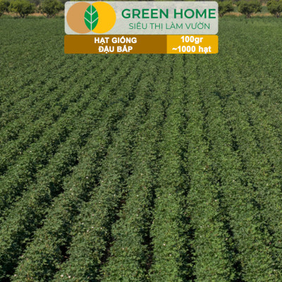 Hạt Giống Đậu Bắp GreenHome, GÓI 100GR, Dễ Trồng, Nảy Mầm Cao, Thu Hoạch Nhanh, Năng Suất T47