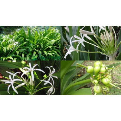 Củ giống cây đại tướng quân (cây NÁNG TRẮNG)