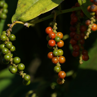 Tiêu Đen Xay Farmers
