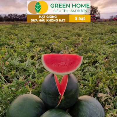 Hạt Giống Dưa Hấu Không Hạt Lai F1 Greenhome, Gói 5 Hạt, Dễ Trồng Quanh Năm, Nảy Mầm Cao, T27