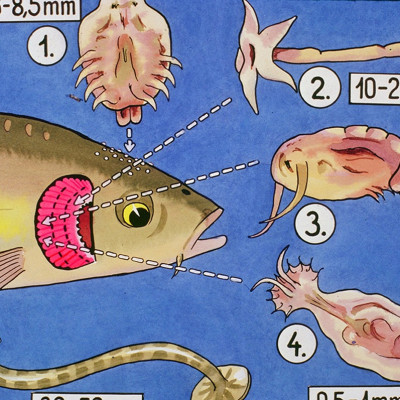 Đèn UV Sterilization King 60W (68cm) Bóng Kép Diệt Tảo Khuẩn Hồ Cá, Nước Thải, Sinh Hoạt