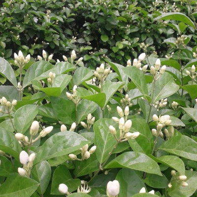 Tinh dầu hoa Lài (nhài) 100ml Mộc Mây - tinh dầu nguyên chất 100% từ thiên nhiên - chất lượng và mùi hương vượt trội