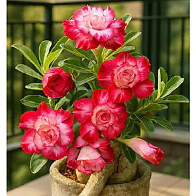 Hạt giống hoa sứ kép Thái Lan - Bịch 10 hạt – Mã số 1571