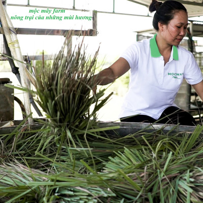 Tinh dầu Sả Chanh Mộc Mây - Xuất khẩu Châu Âu, nguyên chất 100% từ thiên nhiên, xông phòng, khử mùi, thơm phòng, đuổi muỗi, thư giản