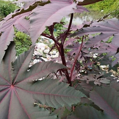 Lá thầu dầu tía tươi 1kg. Chỉ ship khu vực Miền Bắc