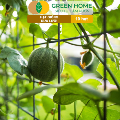 Hạt Giống Dưa Lưới Ruột Vàng Greenhome, Gói 10 Hạt, Dễ Trồng Quanh Năm, Nảy Mầm Cao, Thu Hoạch Nhanh, Năng Suất Cao T14