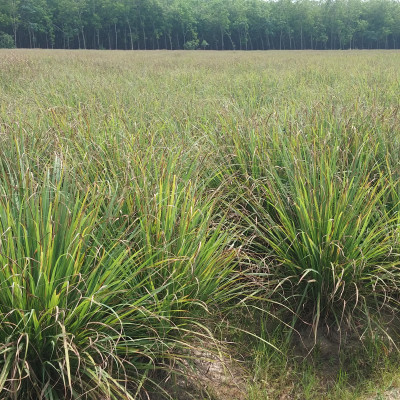 Tinh dầu Sả Chanh nguyên chất Mộc Mây - Xuất khẩu Châu Âu, xông phòng, khử mùi, thơm phòng, đuổi muỗi, thư giản