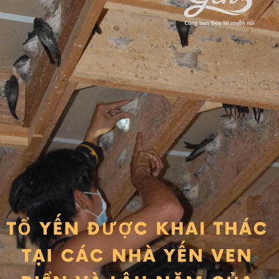 TỔ YẾN TINH CHẾ TIÊU CHUẨN 8 GRAM| YẾN SÀO NÀNG YẾN | Được khai thác tại các nhà yến lâu năm ven biển | Làm sạch bằng thủ công | Không tẩy trắng | Không tẩm đường hay muối | Khô tuyệt đối | Độ nở nhiều | Sợi yến dai giòn | Không bị tan khi chưng.