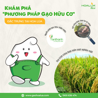 Gạo Hoa Lúa Xanh - Túi 2kg - Tơi xốp, mềm cơm, dẻo ít, thơm nhẹ