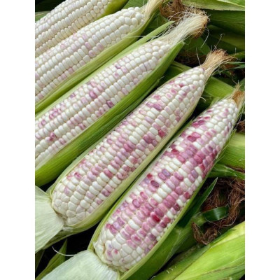 Hạt giống bắp nếp thái hồng nova KNS33 - Gói 50gram