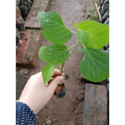 Cây giống an xoa hoa tím