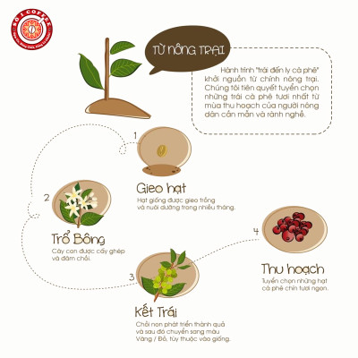 [SỐ 1 COFFEE] Cà Phê Nguyên Chất -  Cà Phê ROBUSTA Hương Socola Nguyên Chất, Loại Cà Phê Rang Xay Pha Máy, Rang Mộc 100% , Ngon Đậm Đà, Đạt Tiêu Chuẩn Xuất Khẩu - Gói 500g