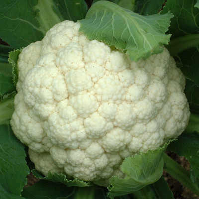 Hạt giống súp lơ trắng F1 - bông cải trắng Nhật Bản bông to đều VTS127