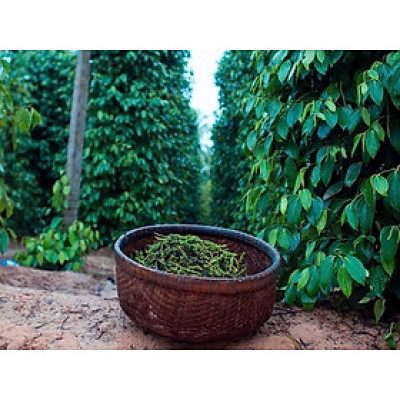 Đặc Sản Kiên Giang - Tiêu hạt đặc sản Phú Quốc- Huỳnh Khoa túi nhỏ 60gram - Túi 60g