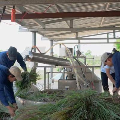 Tinh dầu Sả Chanh Organic 50ml Mộc Mây - tinh dầu nguyên chất từ thiên nhiên - Có kiểm định Bộ Y Tế, chất lượng và mùi hương vượt trội