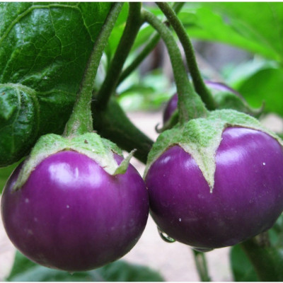 Hạt giống cà phao tím F1 cao sản năng suất cao VTS48