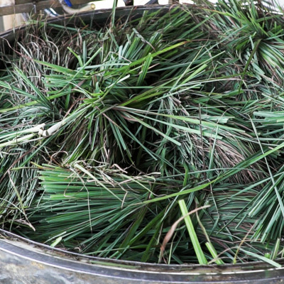 Tinh dầu Sả Chanh Organic Mộc Mây - tinh dầu nguyên chất từ thiên nhiên - chất lượng và mùi hương vượt trội