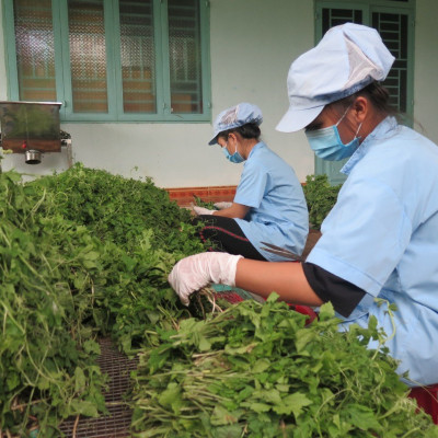 Trà khổ qua rừng DATO, trà túi lọc, thanh nhiệt, giải độc, mát gan, hỗ trợ bệnh tiếu đường, giảm cân