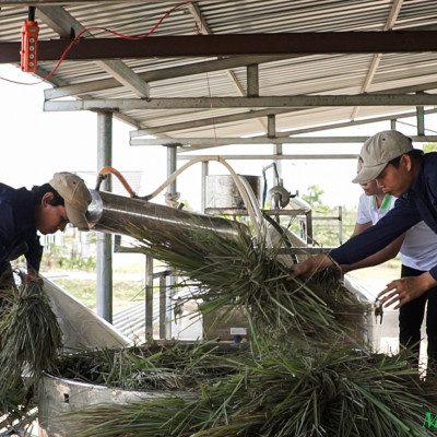 Tinh dầu Sả Chanh Mộc Mây - Xuất khẩu Châu Âu, nguyên chất 100% từ thiên nhiên, xông phòng, khử mùi, thơm phòng, đuổi muỗi, thư giản