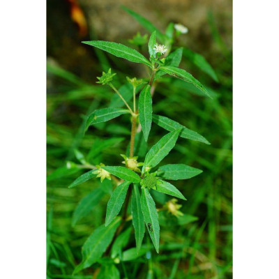 Cây Nhọ Nồi Khô / Cây Cỏ Mực Khô