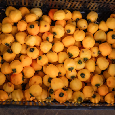 Hồng treo gió Đà Lạt 500g