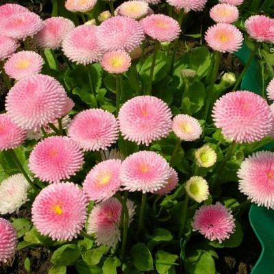Hạt giống hoa cúc Daisy - cúc Bellis VTP71