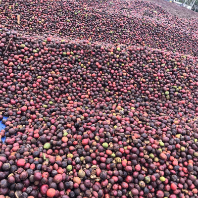 Cà Phê Nguyên Chất Baka - Robusta (Bì 500g)