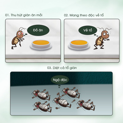 Combo 5 hộp viên diệt gián sinh học AMB, thuốc diệt gián Đức hiệu quả nhanh chóng, an toàn sức khỏe, hộp 8 viên