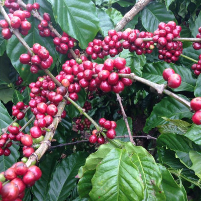 Cà Phê Nguyên Chất Baka - Robusta (Bì 500g)