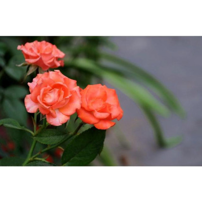 Hoa Hồng Tỉ Muội (Màu Cam) - hoa hồng cam - cây cảnh để bàn + tặng phân bón cho cây mau lớn