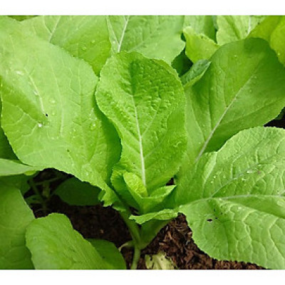 Hạt giống cải Mơ cao sản - Mơ Đăm gói 20g VTS16