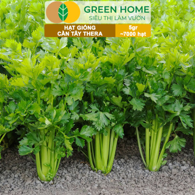 Hạt Giống Cần Tây Thera GreenHome, Gói 5g~700 hạt, Chịu Nhiệt Tốt, Năng Suất Cao, Nảy Mầm Đều G17